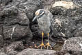 Yellow-crowned Night Heron Nyctanassa violacea pauper