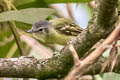 Yellow-olive Flatbill Tolmomyias sulphurescens aequatorialis 