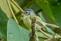 Yellow-olive Flatbill Tolmomyias sulphurescens aequatorialis 