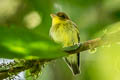 Yellow-throated Spadebill Platyrinchus flavigularis flavigularis