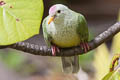 Atoll Fruit Dove Ptilinopus coralensis