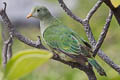 Atoll Fruit Dove Ptilinopus coralensis