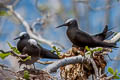 Black Noddy Anous minutus minutus