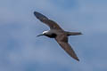 Black Noddy Anous minutus minutus