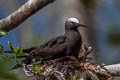 Black Noddy Anous minutus minutus