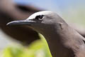 Black Noddy Anous minutus minutus