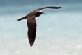 Black Noddy Anous minutus minutus