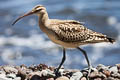 Bristle-thighed Curlew Numenius tahitiensis