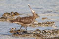 Bristle-thighed Curlew Numenius tahitiensis