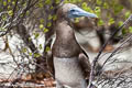 Brown Booby Sula leucogaster plotus