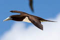 Brown Booby Sula leucogaster plotus