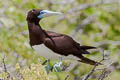 Brown Booby Sula leucogaster plotus