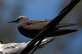 Brown Noddy Anous stolidus pileatus