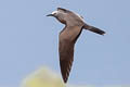 Brown Noddy Anous stolidus pileatus