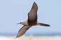 Brown Noddy Anous stolidus pileatus