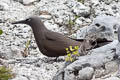 Brown Noddy Anous stolidus pileatus