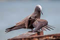 Brown Noddy Anous stolidus pileatus