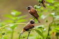 Chestnut-breasted Mannikin Lonchura castaneothorax ssp.