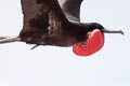 Great Frigatebird Fregata minor palmersoni