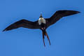 Great Frigatebird Fregata minor palmersoni