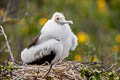 Great Frigatebird Fregata minor palmersoni