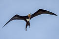 Great Frigatebird Fregata minor palmersoni