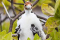 Great Frigatebird Fregata minor palmersoni