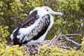 Great Frigatebird Fregata minor palmersoni