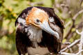 Great Frigatebird Fregata minor palmersoni