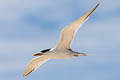 Greater Crested Tern Thalasseus bergii cristatus