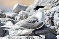 Greater Crested Tern Thalasseus bergii cristatus