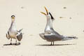 Greater Crested Tern Thalasseus bergii cristatus