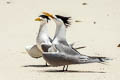 Greater Crested Tern Thalasseus bergii cristatus