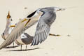 Greater Crested Tern Thalasseus bergii cristatus