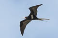 Lesser Frigatebird Fregata ariel ariel