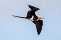 Lesser Frigatebird Fregata ariel ariel