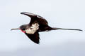 Lesser Frigatebird Fregata ariel ariel