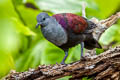 Marquesan Ground Dove Pampusana rubescens