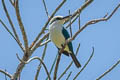 Marquesan Kingfisher Todiramphus godeffroyi