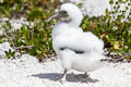 Masked Booby Sula dactylatra personata