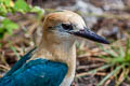 Niau Kingfisher Todiramphus gertrudae (Tuamotu Kingfisher)