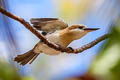 Niau Kingfisher Todiramphus gertrudae (Tuamotu Kingfisher)