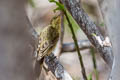 Northern Marquesan Reed Warbler Acrocephalus percernis postremus