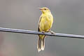 Northern Marquesan Reed Warbler Acrocephalus percernis percernis