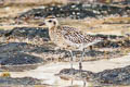 Pacific Golden Plover Pluvialis fulva