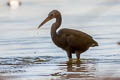 Pacific Reed Heron Egretta sacra sacra