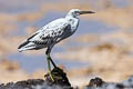 Pacific Reed Heron Egretta sacra sacra