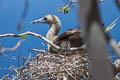 Red-footed Booby Sula sula rubriceps