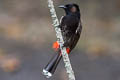 Red-vented Bulbul Pycnonotus cafer ssp.