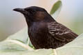 Red-vented Bulbul Pycnonotus cafer ssp.